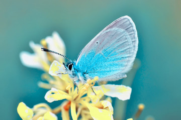 Closeup beautiful butterfly sitting on the flower.