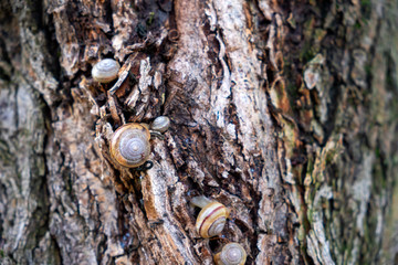 Fototapeta na wymiar Many snails on tree bark.