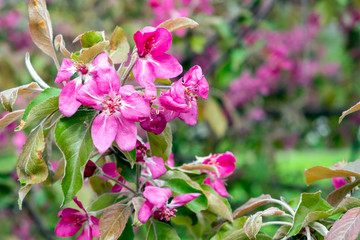 Blooming apple tree , violet flowers on apple tree. Blossom apple tree