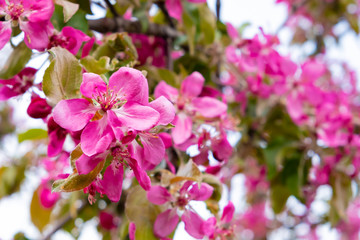 Obraz na płótnie Canvas Blooming apple tree , violet flowers on apple tree. Blossom apple tree