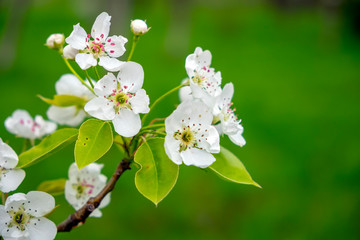 Blooming apple tree , white flowers on apple tree. Blossom apple tree