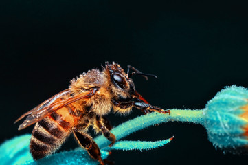 Beautiful  Bee macro in green nature 