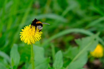 Blooming yellow dandelions with bumblebee.. Spring meadow of yellow dandelions.