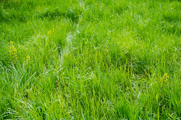 Green grass in perspective background, selective focus.