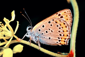 Closeup beautiful butterfly sitting on the flower.