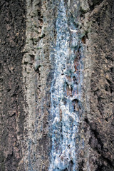 Blue solid resin on spruce tree trunk. Stripped bark on the trunk of spruce tree. Tree deseases concept.