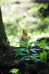 A wild forest squirrel sits in a thicket of a green plant