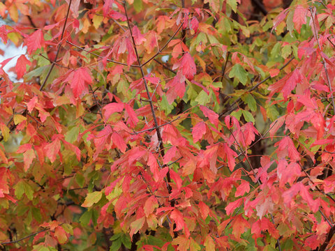 Acer griseum - Erable &agrave; &eacute;corce de papier ou &eacute;rable canelle au feuillage couleurs d'automne flamboyant du rouge au jaune orang&eacute;
