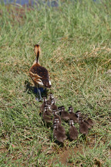 Gelbe Pfeifgans mit Küken