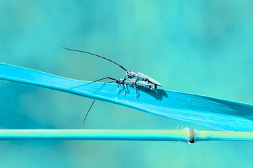 Close up  beautiful  insect in the garden