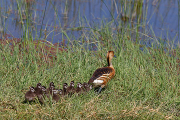 Gelbe Pfeifgans mit Küken