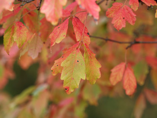 Naklejka na ściany i meble Acer griseum - Erable à écorce de papier ou érable cannelle, arbre ornemental au feuillage automnal de l'orange au rouge écarlate