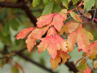 Acer griseum - Erable à écorce de papier aux feuilles à trois folioles de couleur automnale du rouge flamboyant au jaune orangé