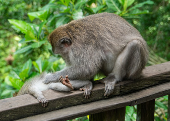 balinese long-tailed monkey (macaca fascicularis) playing around and scratching each other in the Sacred Monkey Forest in Ubud, Bali, Indonesia