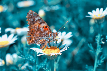 Closeup beautiful butterfly sitting on the flower.