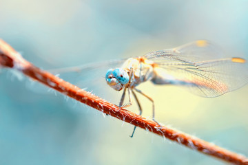 Macro shots, Beautiful nature scene dragonfly.   