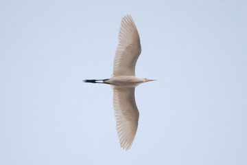 Bird flying on the sky.