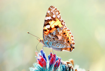 Obraz na płótnie Canvas Closeup beautiful butterfly sitting on the flower.