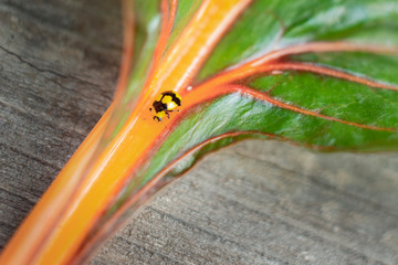 Fungus eating yellow and black native Australian ladybird on silverbeet leaf