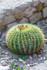 Echinocactus grusonii, popularly known as the golden barrel cactus, golden ball or mother-in-law's cushion is endemic to east-central Mexico. Large cacti growing in open ground in the yard.