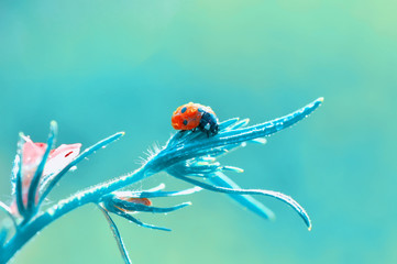 Beautiful ladybug on leaf defocused background