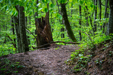 Obraz premium Beautiful spring forest