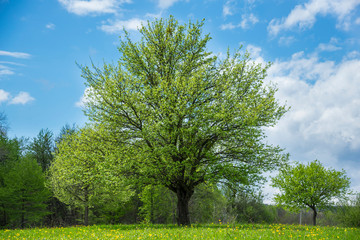 Obraz premium Beautiful spring landscape in Adygea