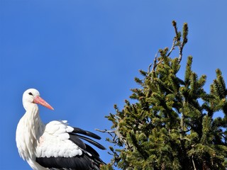 Cigogne blanche