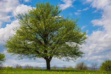 Obraz premium Beautiful spring landscape in Adygea