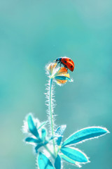 Beautiful ladybug on leaf defocused background