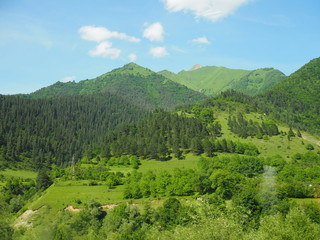 Obraz premium Mountains covered by green pine forests in summer day.