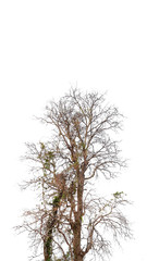 Shorea siamensis tree on a white background in autumn.