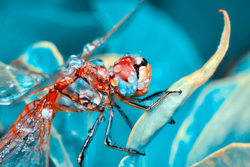 Macro shots, Beautiful nature scene dragonfly.   