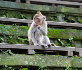 Naklejka premium balinese long-tailed monkeys (macaca fascicularis) playing around and scratching each other in the Sacred Monkey Forest in Ubud, Bali, Indonesia