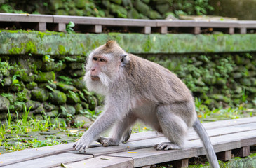 Fototapeta premium balinese long-tailed monkeys (macaca fascicularis) playing around and scratching each other in the Sacred Monkey Forest in Ubud, Bali, Indonesia