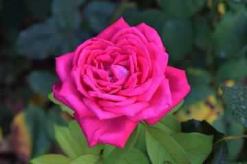 Pink flower in bloom closeup