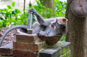 balinese long-tailed monkeys (macaca fascicularis) playing around and scratching each other in the Sacred Monkey Forest in Ubud, Bali, Indonesia