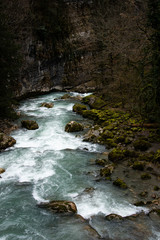 Beautiful river in the old forest.