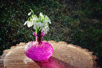 The first spring flowers of snowdrops in a fuchsia vase on a hemp on a sunny day under small...