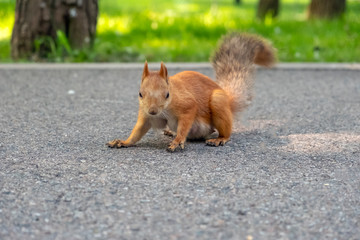 Beauriful fluffy red squirrel portrait closeup in park. Adorable red squirrel is eating sunflower seeds in park.