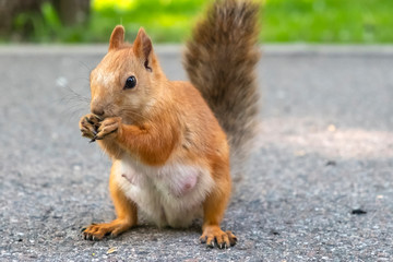 Beauriful fluffy red squirrel portrait closeup in park. Adorable red squirrel is eating sunflower seeds in park.