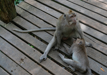 balinese long-tailed monkeys (macaca fascicularis) playing around and scratching each other in the Sacred Monkey Forest in Ubud, Bali, Indonesia