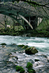 Beautiful river in the old forest. © vladorlov
