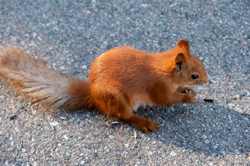 Beauriful fluffy red squirrel portrait closeup in park. Adorable red squirrel is eating sunflower seeds in park.