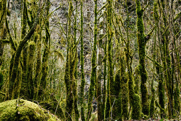 Old forest by the river and moss.