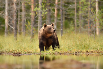 Fototapeta na wymiar European brown bear ( Ursus arctos) at summer