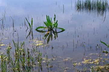 Berekhat Ya'ar Nature Preserve