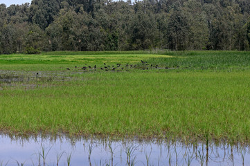 Berekhat Ya'ar Nature Preserve