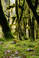 Old forest by the river and moss.