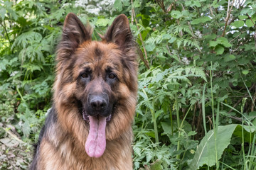 Shepherd dog on green grass background. Shepherd's portrait.